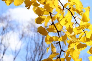 藤田聖典弁護士が多治見市立陶都中学校にて「いじめ未然防止授業」を実施しました